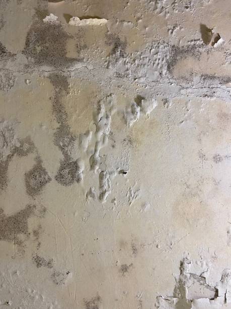 Best Post-Flood Mold Remediation in Highland Falls, NY